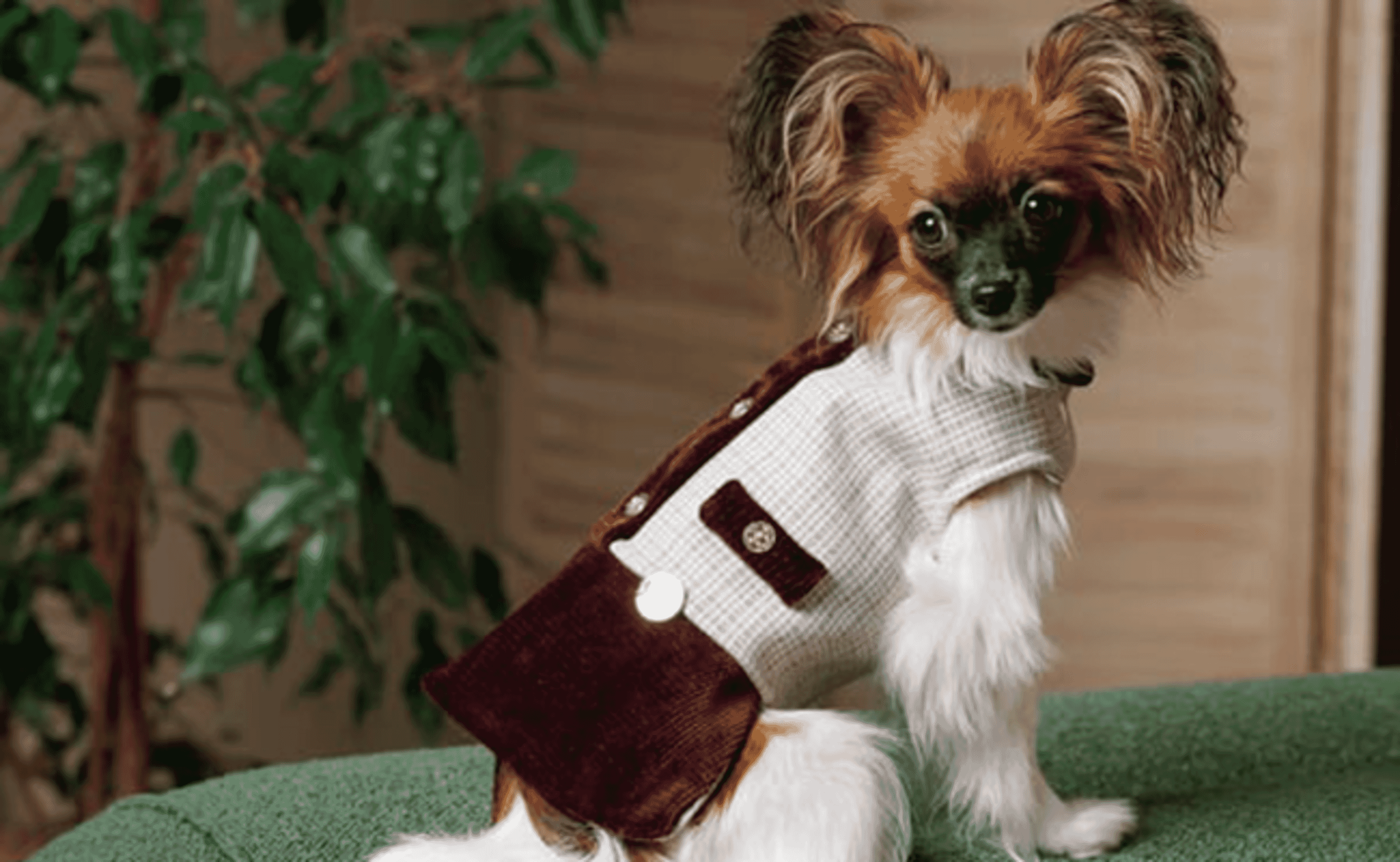 Одежда и аксессуары Pet Fashion для домашних питомцев