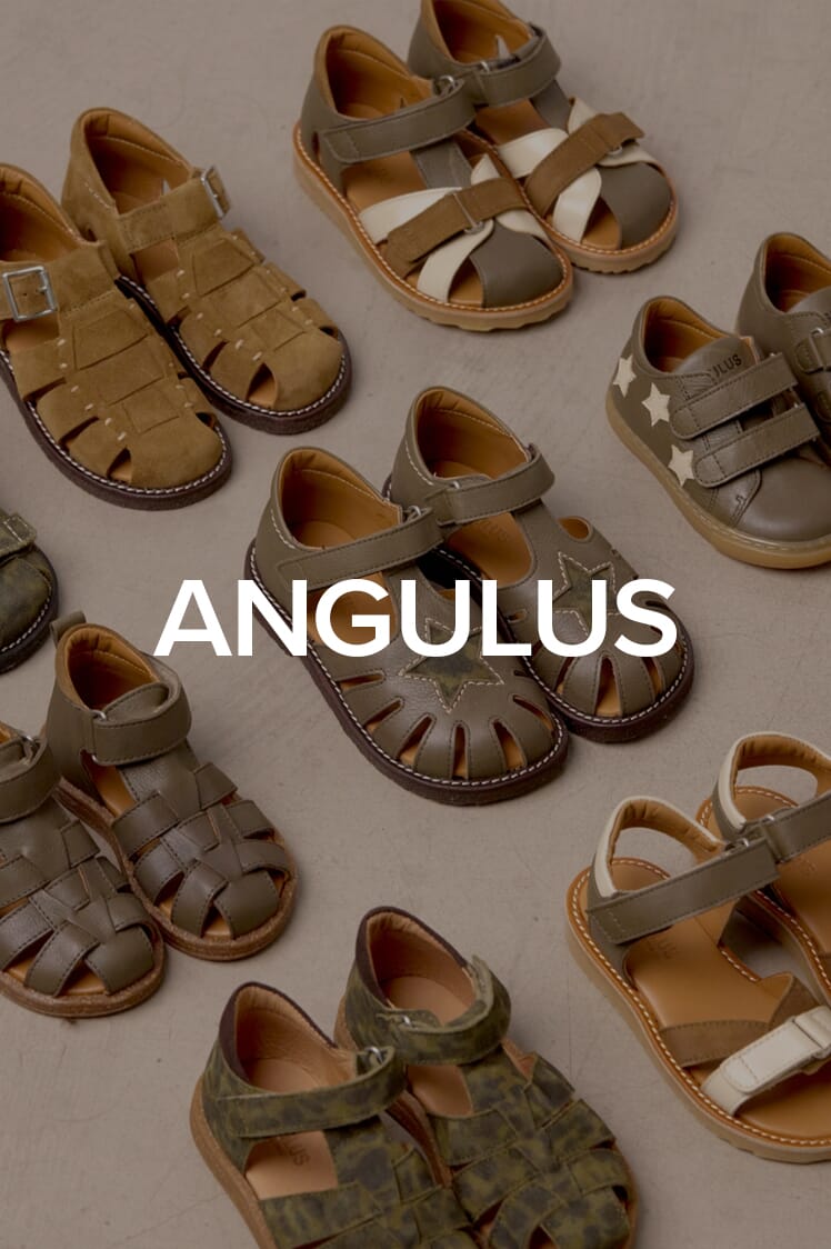 Angulus